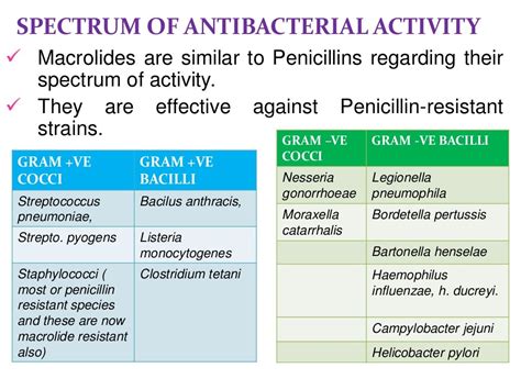 macrolide antibiotics macrolides