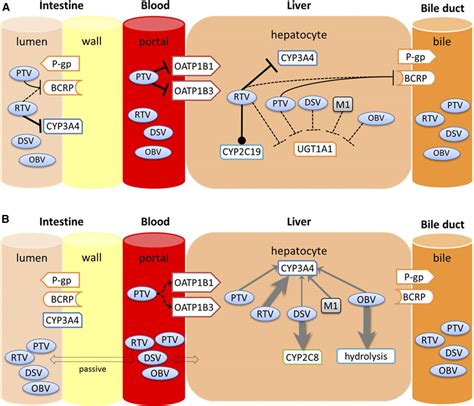 metabolism dmd dasabuvir acting antiviral aspetjournals enzymes metabolizing transporters