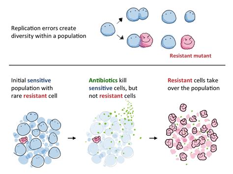 resistance antibiotic old generation genes problems figure science harvard hms sitn edu
