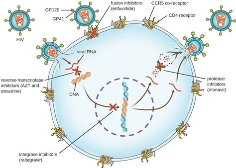 drugs hiv viral drug antimicrobial targets action antiviral virus work infection replication antiretroviral diagram receptor mechanisms which classes system treatment