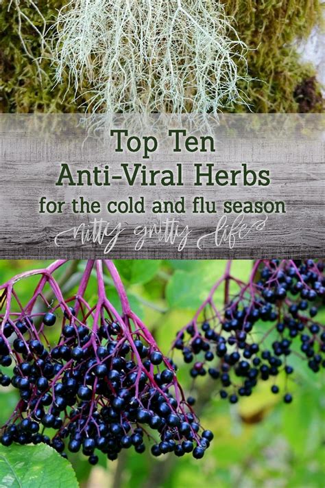 herbs antiviral flu top cold season nittygrittylife