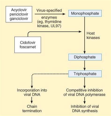 antiviral prophylaxis mechanism action chemotherapy agents