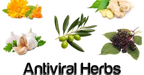 antiviral biophytopharm