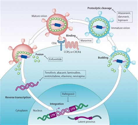 hiv lancet antiretroviral therapy infection management cycle life drug resistance powerpoint articles associated slide thelancet