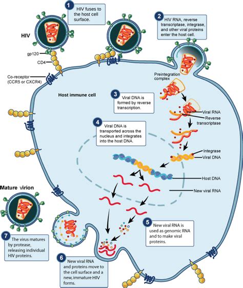 viral treatment virus hiv receptor cycle cd4 anti dna drugs life host envelope rna cell vaccines steps immune proteins transcriptase