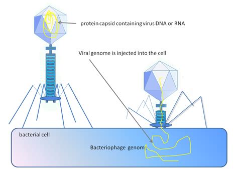 bacteriophage cell viral retrovirus phage bacteriophages injecting replication vs transformation dna difference genome into its between virus antibiotic increase resistance