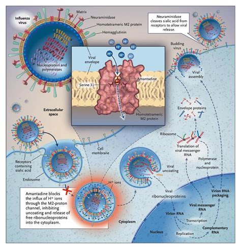 resistance influenza mechanism action antiviral m2 inhibitors amantadine channel viruses management development nejm implications response pandemic