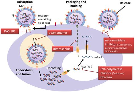viruses influenza antiviral targets mdpi treatments