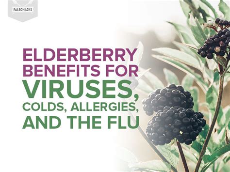 elderberry allergies flu viruses colds