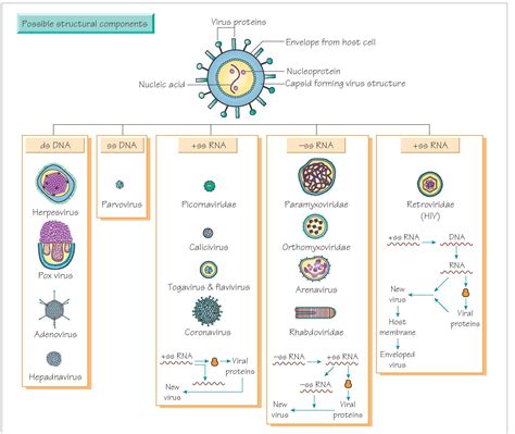 virus classification structure microbiology virology antiviral basis host infection medical therapy range mode characteristics replication transmission viral nucleic acid