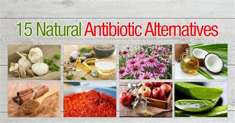 antibiotic alternatives thegrownetwork antibiotics herbal grow remedies